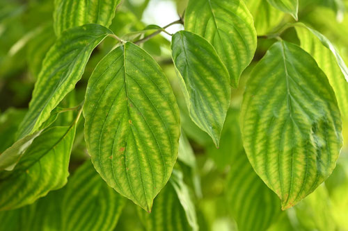 dogwood tree