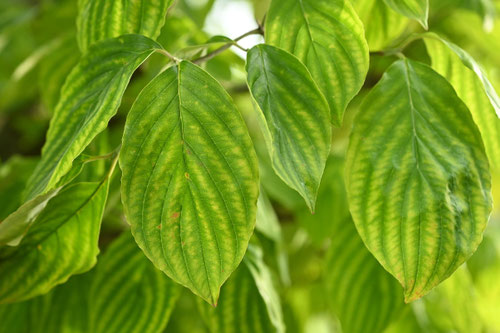 はなみずき,dogwood tree