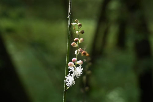 みつばしょうま,開花時期,イヌショウマ