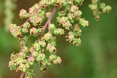 アカザのタネ,あかざ,植物