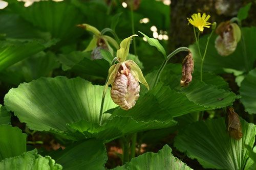 Japanese lady's-slipper