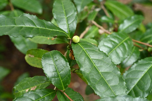 お茶の木の蕾,tea tree