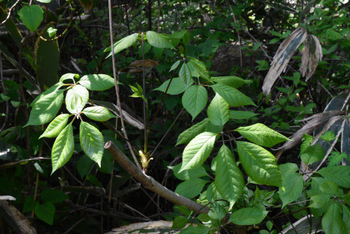 こしあぶら,山菜,コシアブラの木