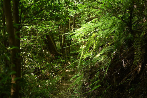 裏白,植物,ウラジロ,うらじろ