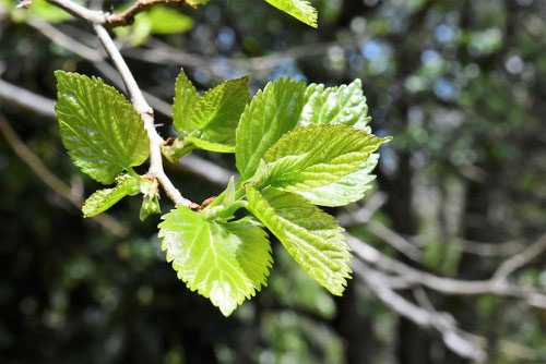 Chinese mulberry