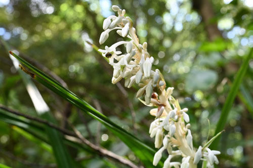 開花時期,のしらん,ノシラン,熨斗蘭