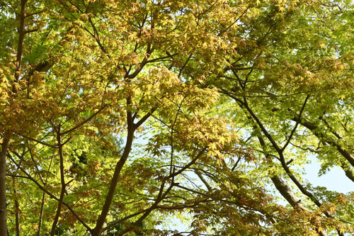 ヤマモミジ,やまもみじ,特徴,山紅葉