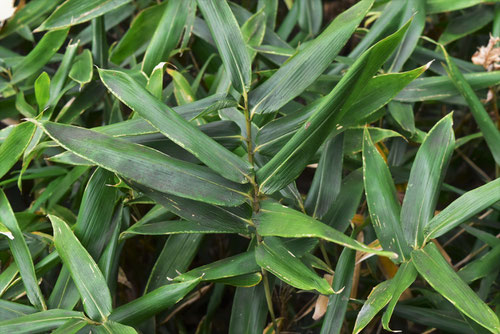 Japanese bamboo Suekozasa