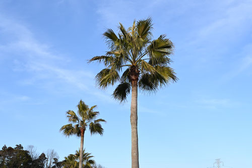沿海地におすすめの樹種一覧