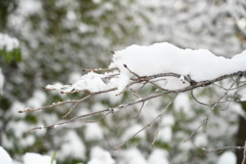 タイワンフウ,台湾楓の木,植物,雪,たいわんふう