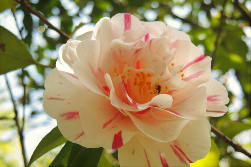 ヤブツバキ,やぶつばき