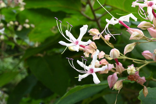 ７月に開花する花木