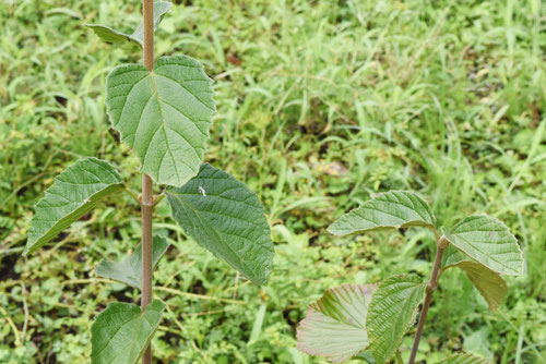 しまがまずみ,ガマズミ