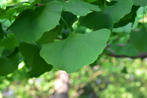 イチョウ,leaf of ginkgo,picture