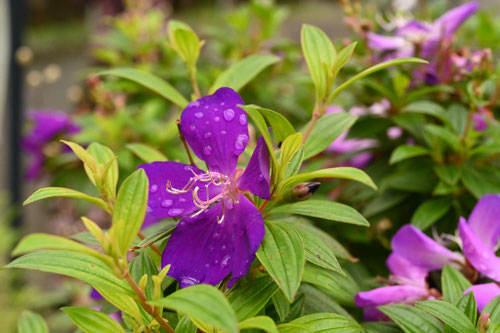 秋に紫色の花が咲く植物