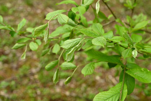 Smooth oriental photinia,leaf