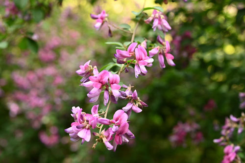 ミヤギノハギ,夏萩の花,時期,みやぎのはぎ