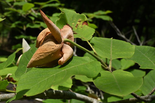 大山蓮華の花