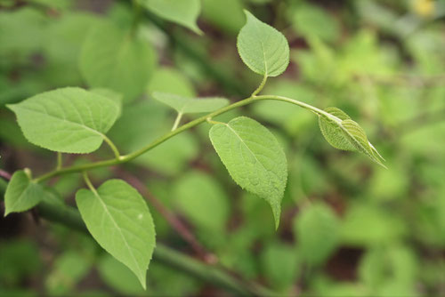 マタタビ 庭木図鑑 植木ペディア