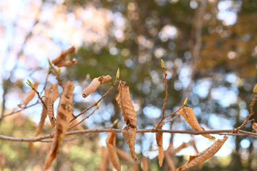くましでの木,熊シデ,樹木