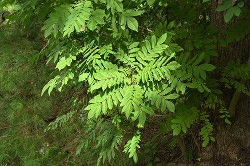 leaf of Japanese wingnut