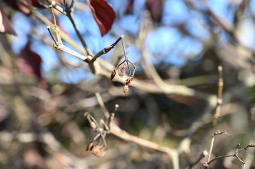 ハクサンボク,山照らしの木,何,はくさんぼく,白山木