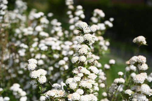 Flowering trees in August in June