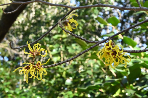 黄色いリボンみたいな花,まんさく,樹木