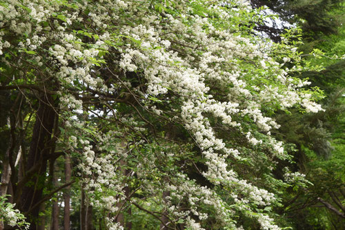 サワフタギ 開花時期