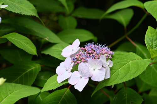 ７月に咲く青紫の花