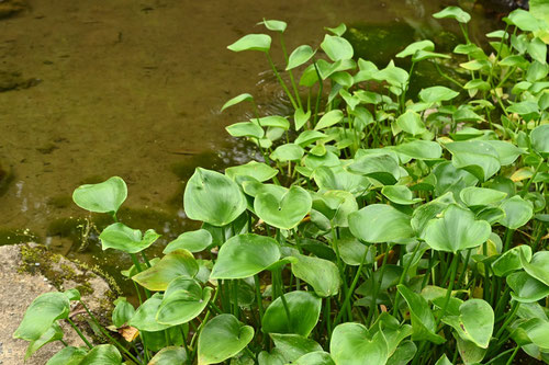 葉っぱ,水葱