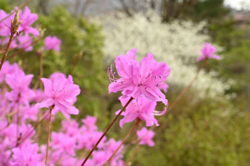 ミツバツツジ,みつばつつじ,花,画像
