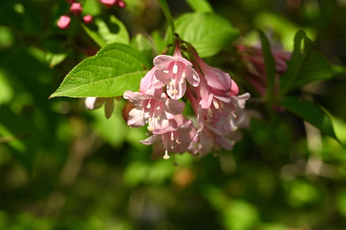 やぶうつぎ,開花時期