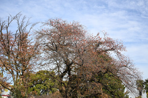 ヤマザクラの木,落葉期