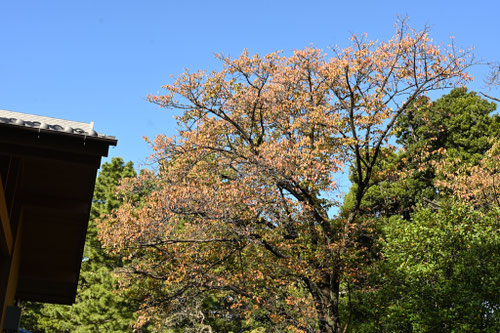 ヤマザクラの木,落葉期,やまざくら,山桜