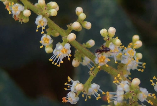 Sumac tree,flower