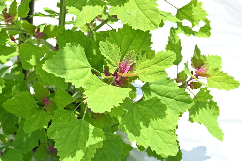 アカザ,あかざ,植物