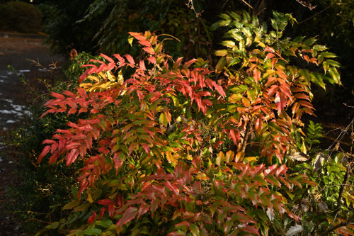 ヒイラギナンテン（１月）