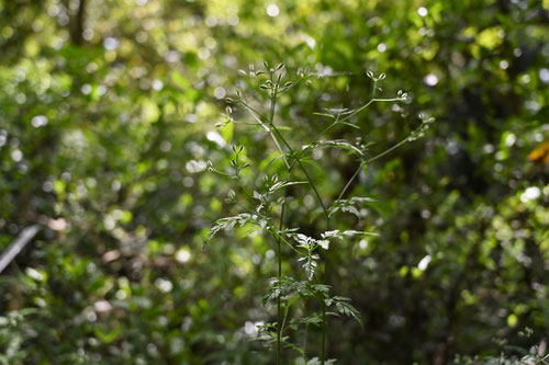 やぶじらみ,植物