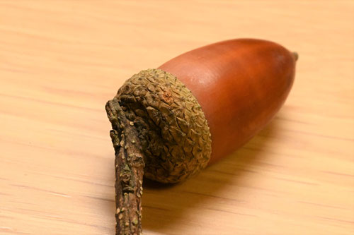 まてばしいの木の実,マテバシイ