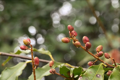 ひいらぎがし,花,植物