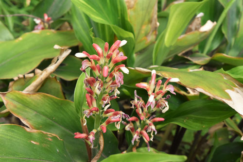 花茗荷,植物