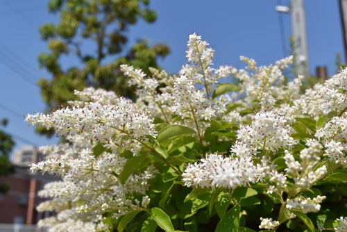 塩害に耐える植物