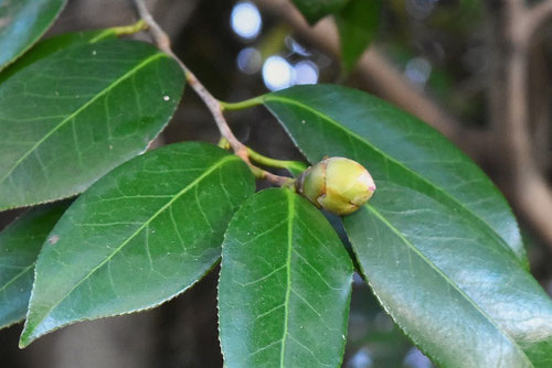 ヤブツバキのツボミ,やぶつばき