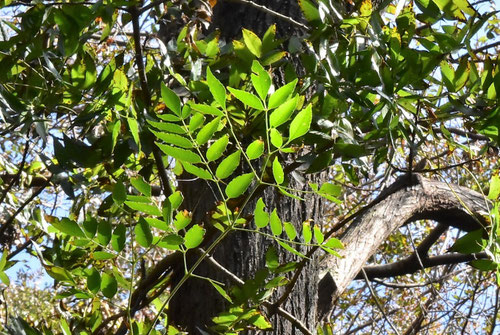 センダン,唐栴檀,とうせんだん