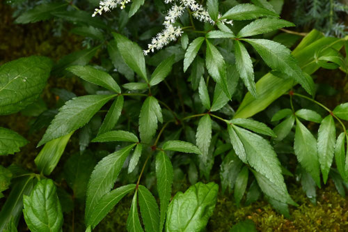 アスチルベ,アワモリショウマ,あわもりしょうま