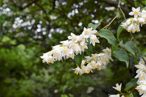 ウツギの花,うつぎ,卯の花