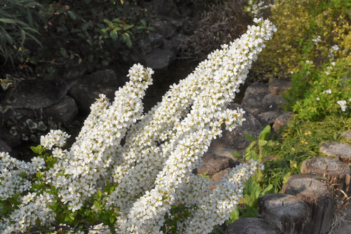 ゆきやなぎの花,ユキヤナギ,ゆきやなぎ