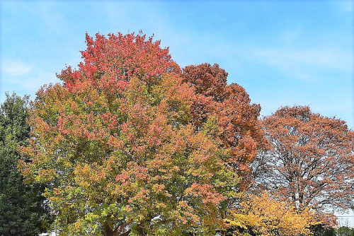 トウカエデ 紅葉 黄葉