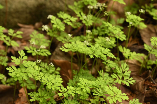 せんとうそう,植物